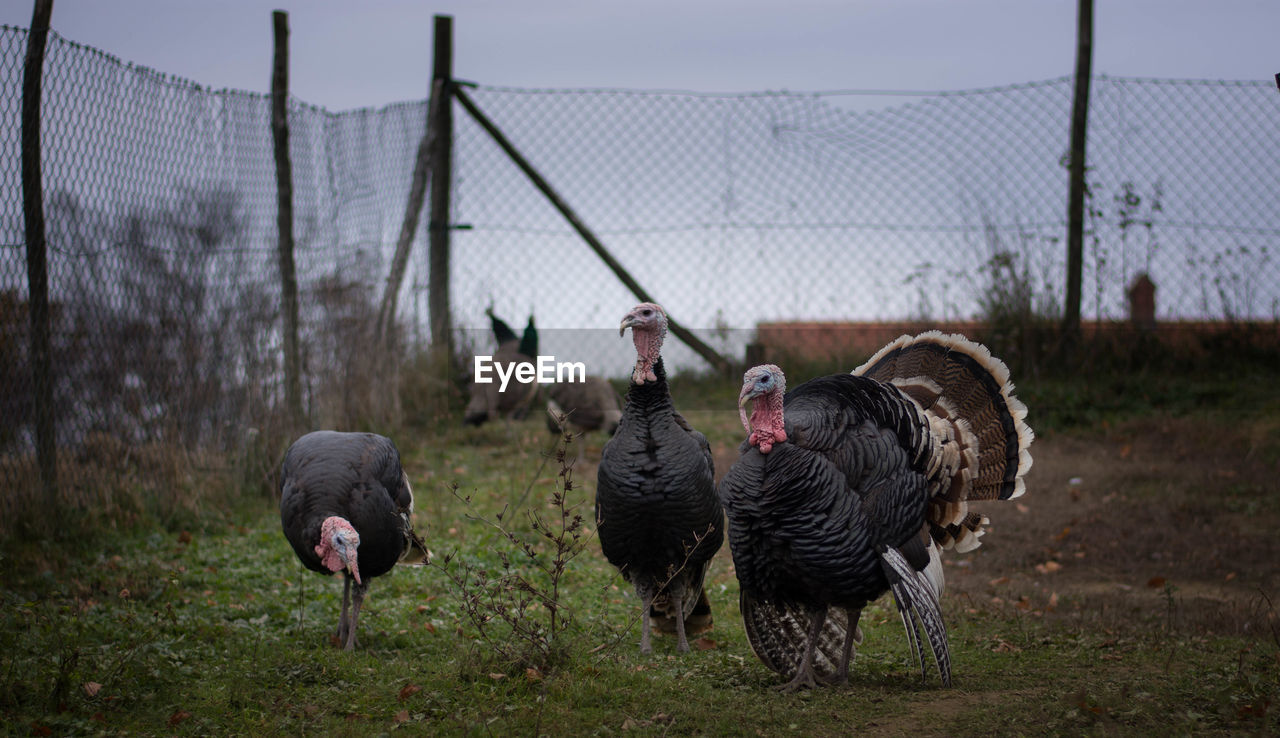 Turkey perching on field against fence