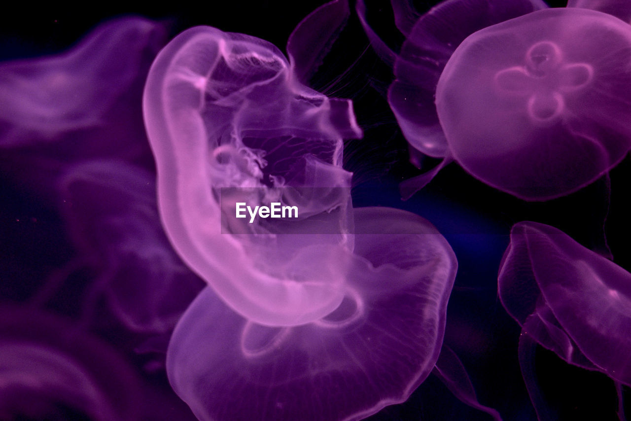 CLOSE-UP OF JELLYFISH SWIMMING IN WATER