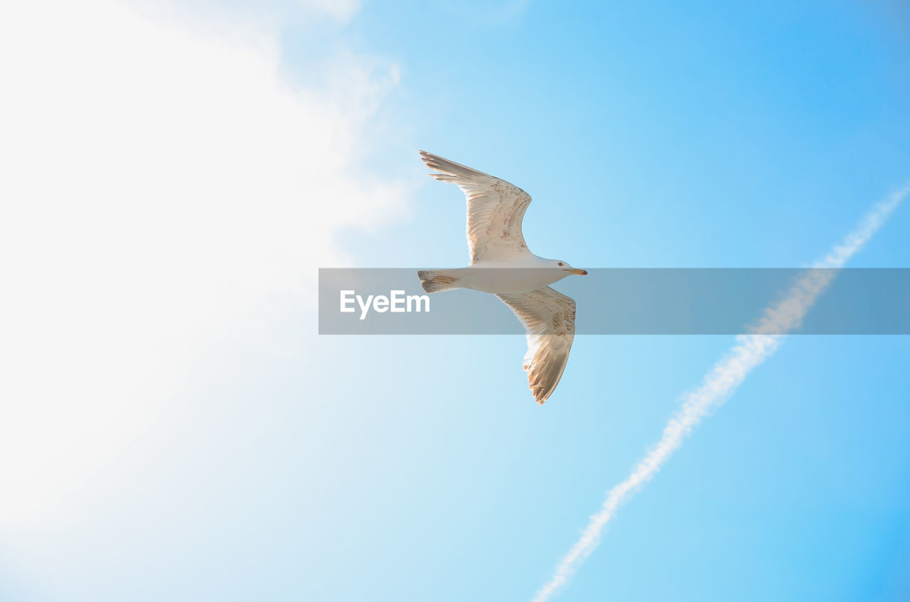 LOW ANGLE VIEW OF SEAGULLS AGAINST SKY