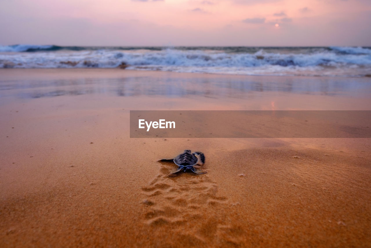 Close-up of turtle on sand at beach against sky during sunset