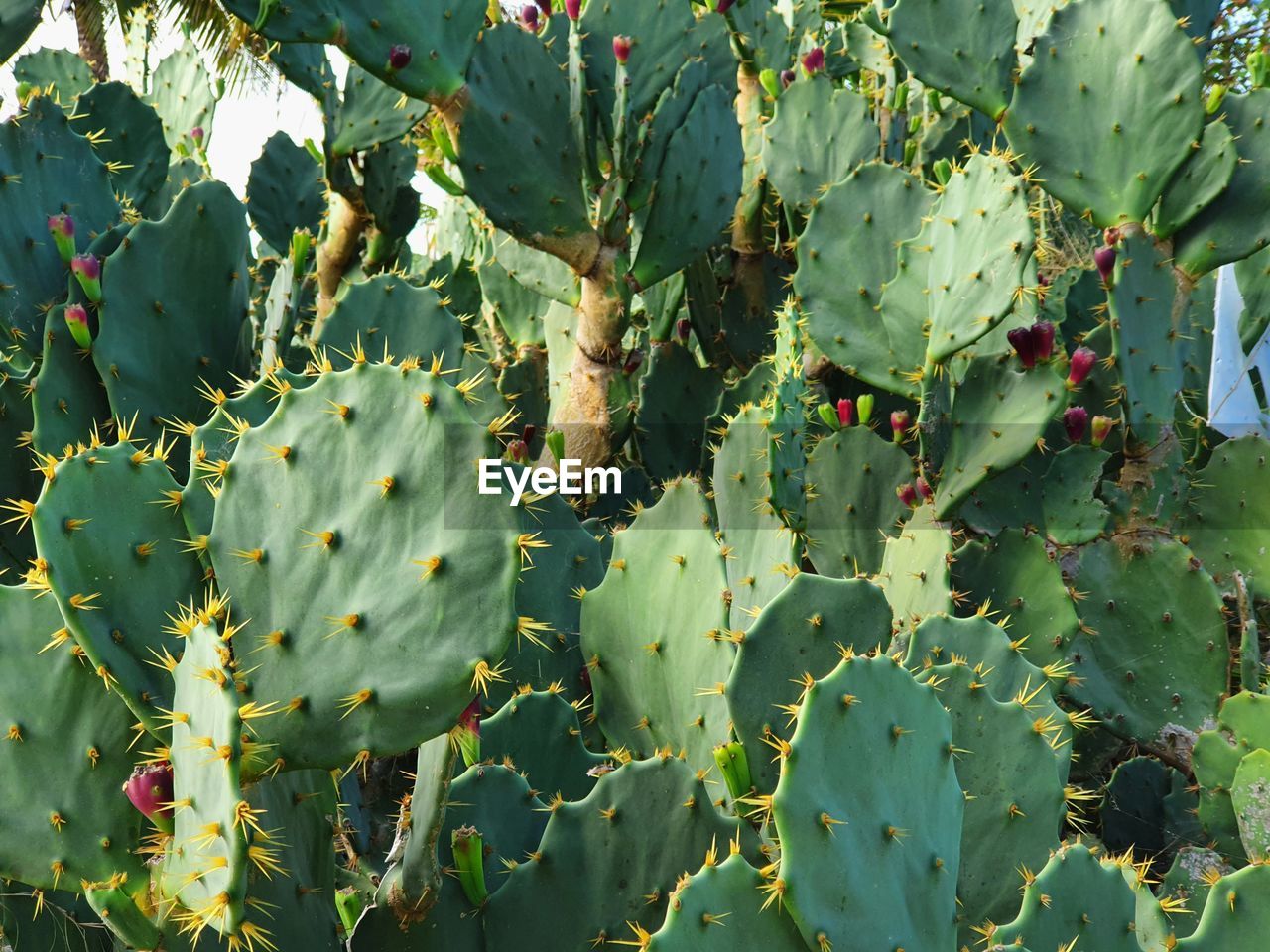 CLOSE-UP OF CACTUS GROWING ON TREE