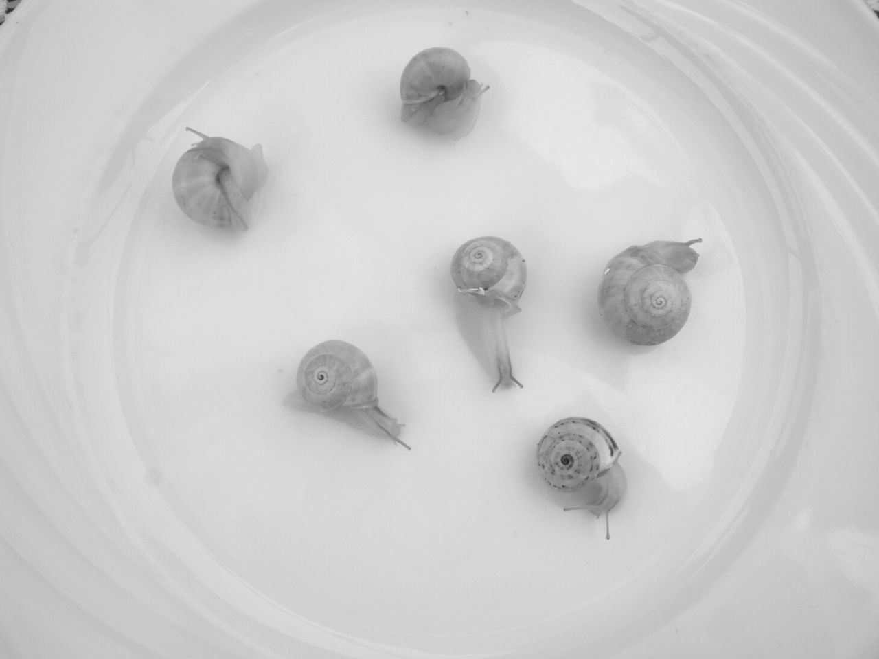 High angle view of snails in plate