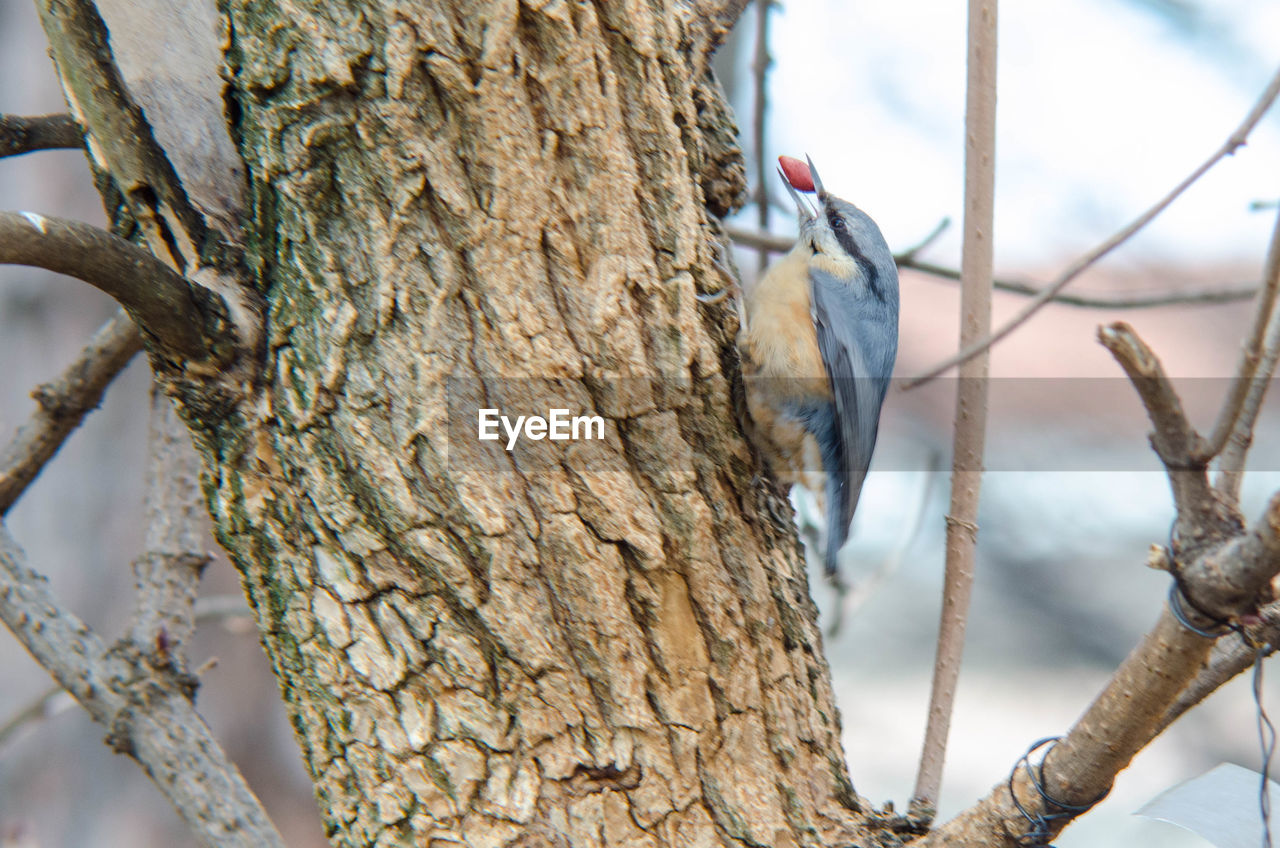 CLOSE-UP OF BIRD PERCHING ON TREE TRUNK