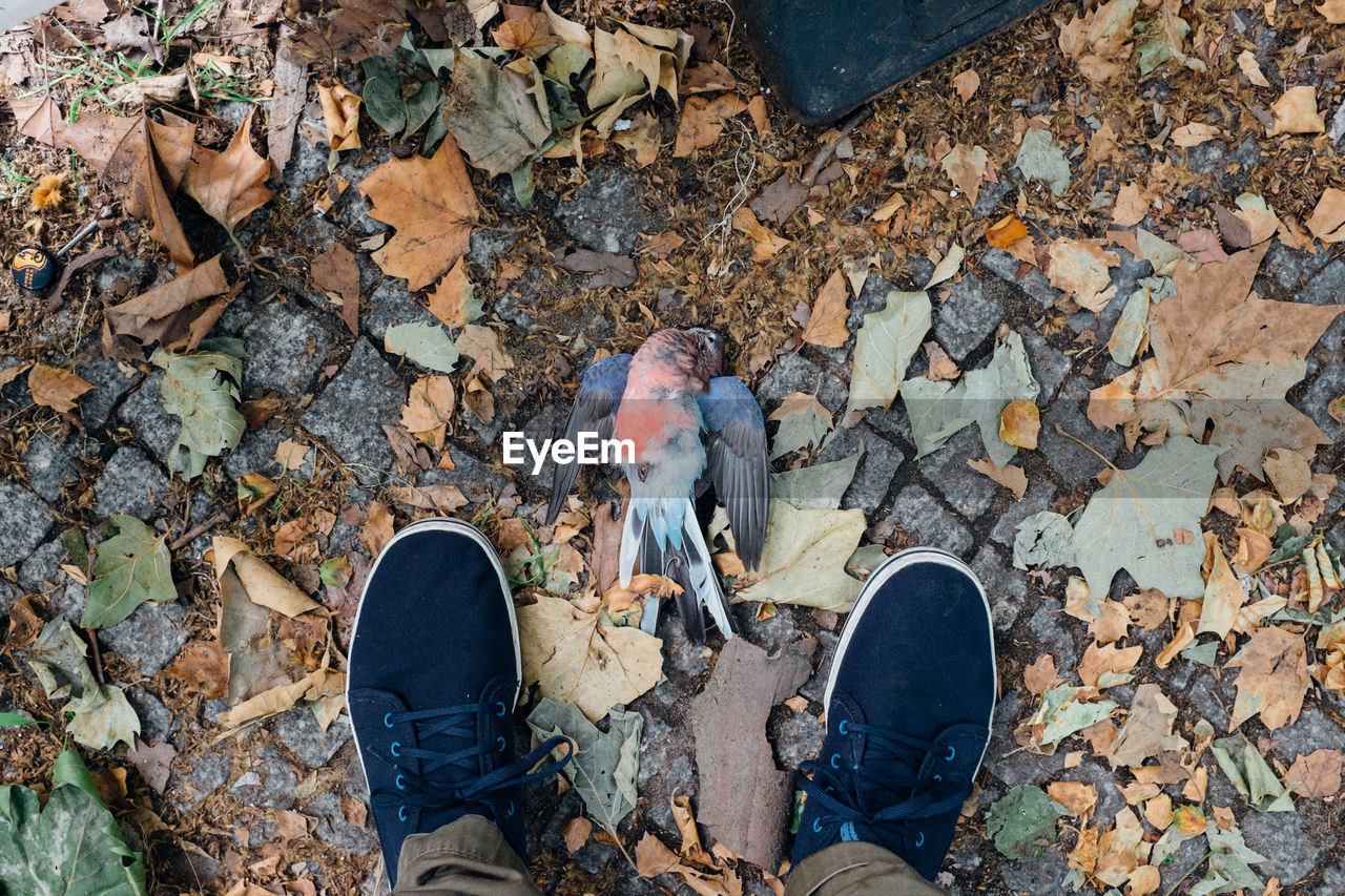 Low section of person standing by dead bird
