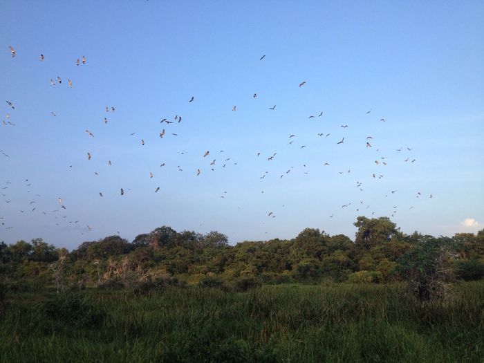 Flock of birds flying over field against clear sky