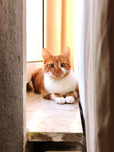 Portrait of cat sitting
