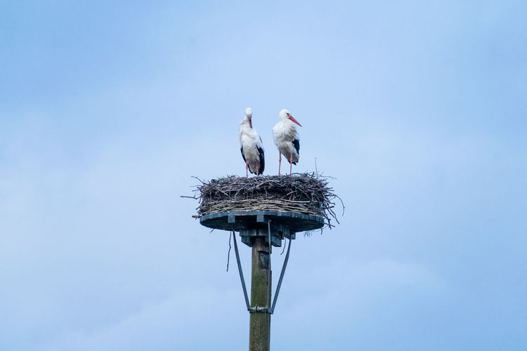 Two storks on nest