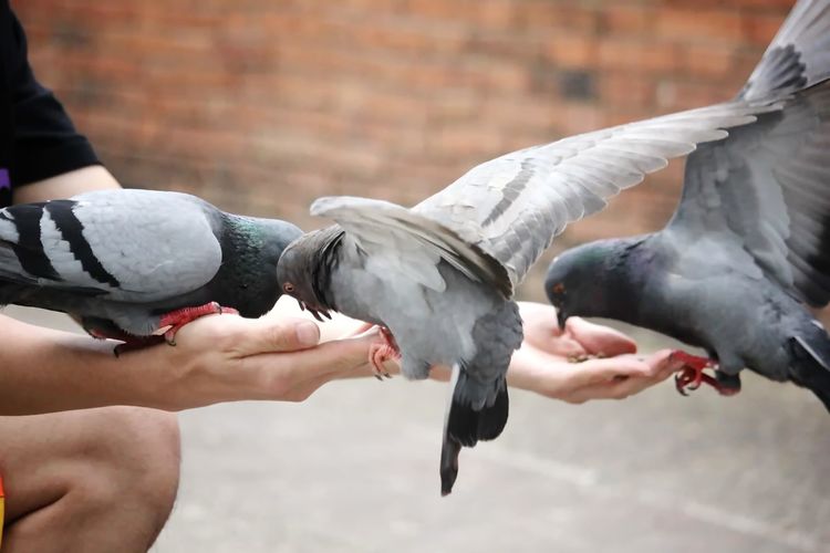 Cropped image of hand holding birds