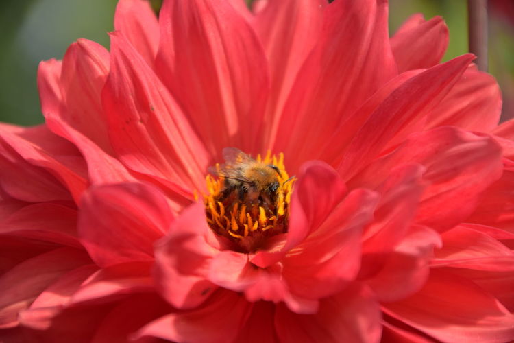 Close-up of honey bee on red flower