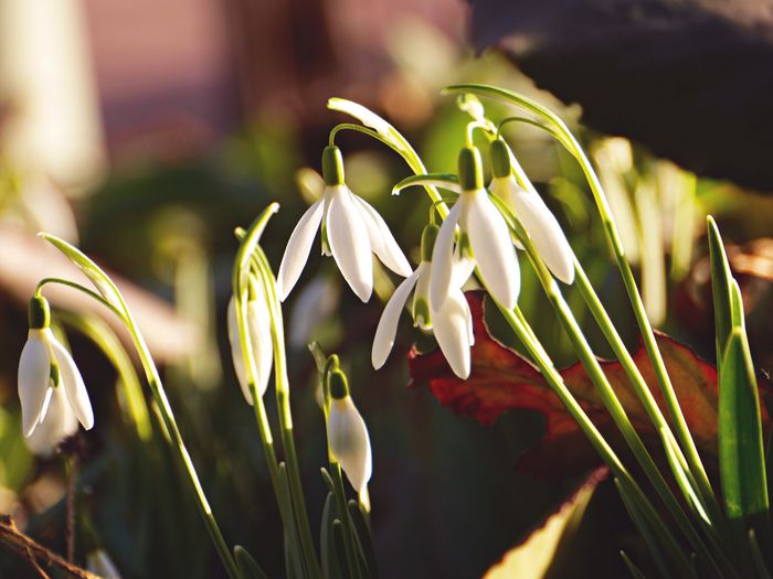 Close-up of snowdrops growing outdoors