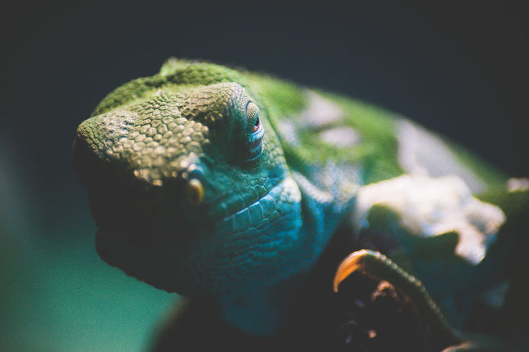 Close-up portrait of chameleon