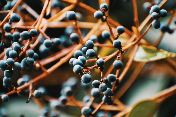 Close-up of berries growing on plant