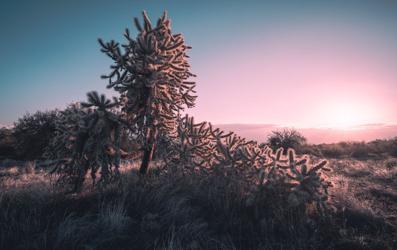 Cholla sunrise in pink and teal