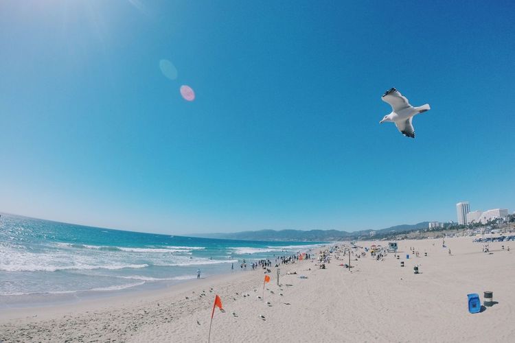 Seagull flying over santa monica pier and sea during sunny day