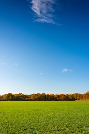 Scenic view of agricultural field against blue sky