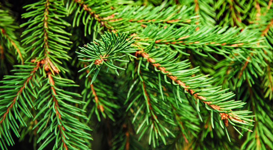 Green pine tree branch background
