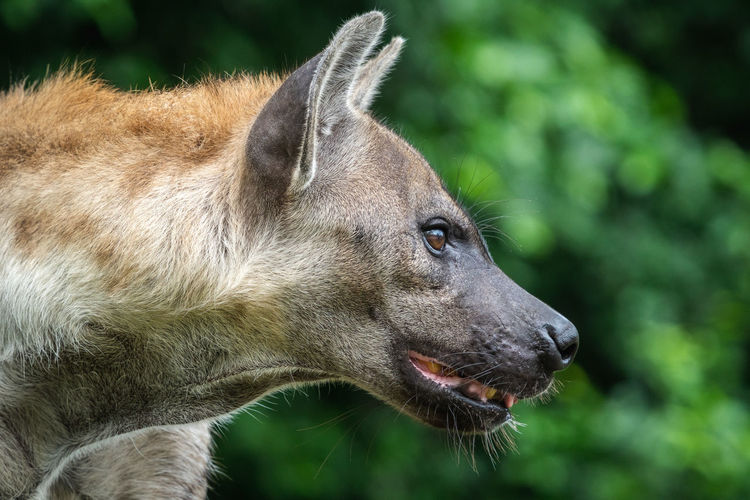 Spotted hyena, crocuta crocuta, side profile