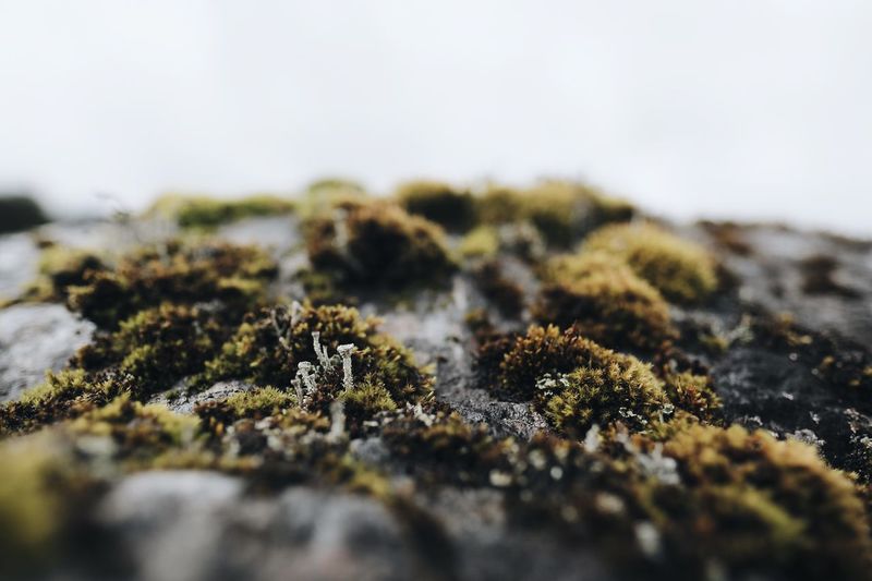 Close-up of lichen on moss