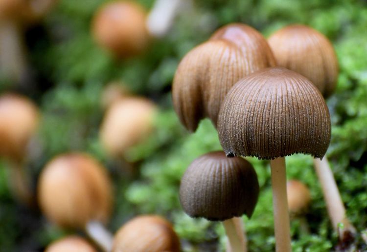 Close-up of mushrooms growing in woods