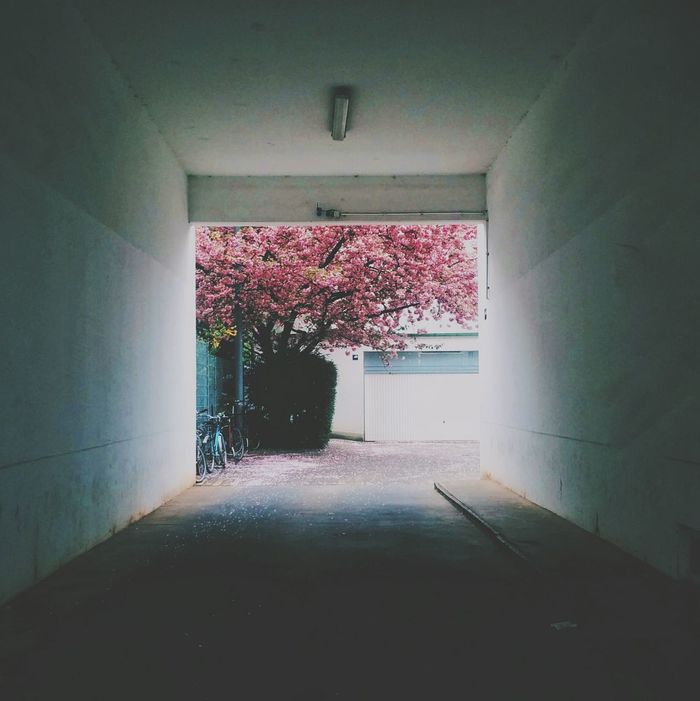 Blooming tree through building archway