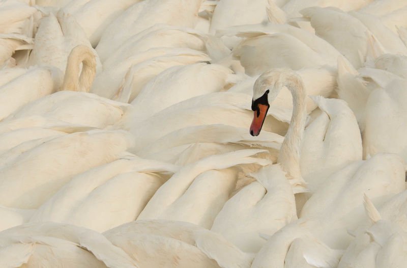 Full frame shot of white swans