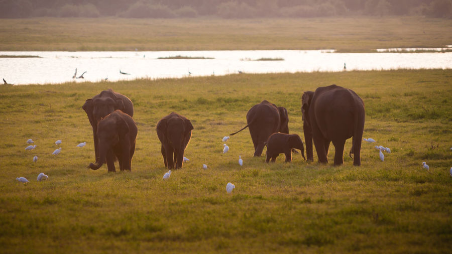 Elephants grazing on grass against sky