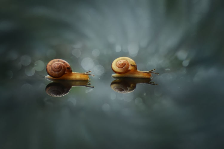 Close-up of snails on glass