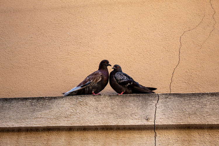 Two doves in love