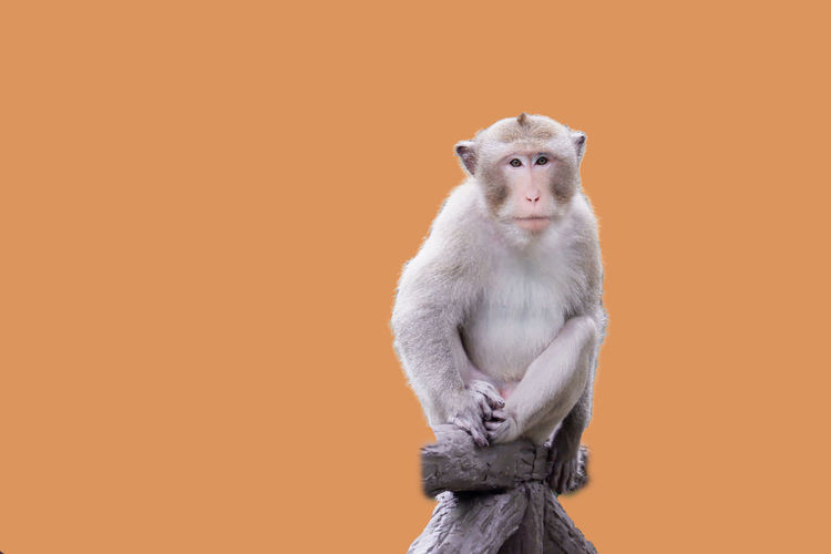 Close-up of monkey against yellow background