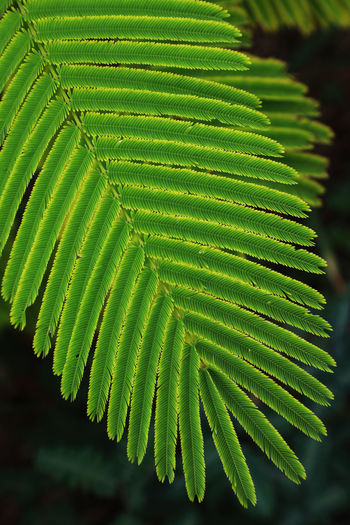 Close-up of green leaves