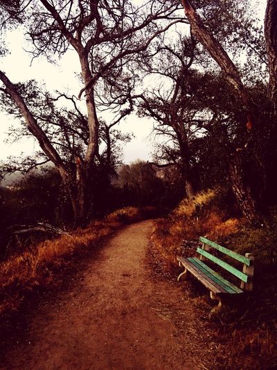 Bench on footpath against trees at dusk
