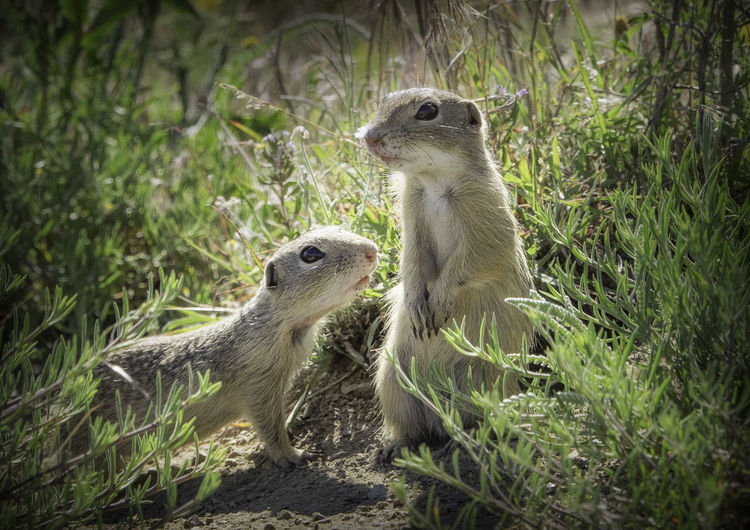 Close-up of meerkats in the wild