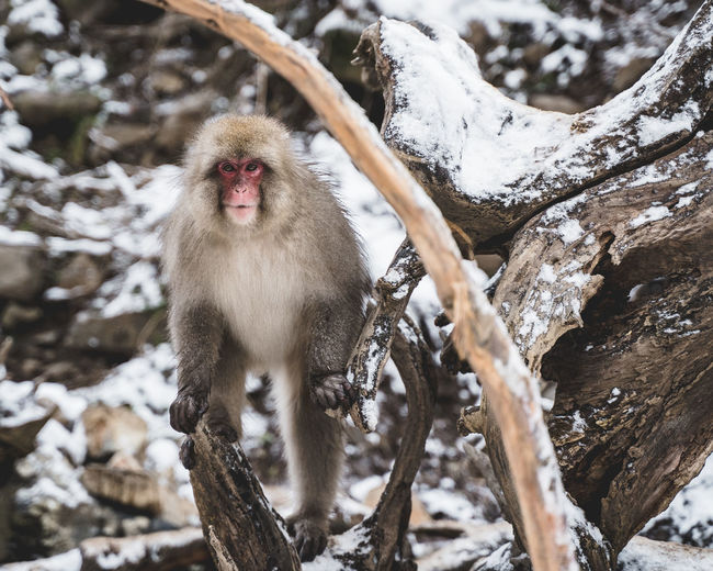 Monkey on snow covered tree