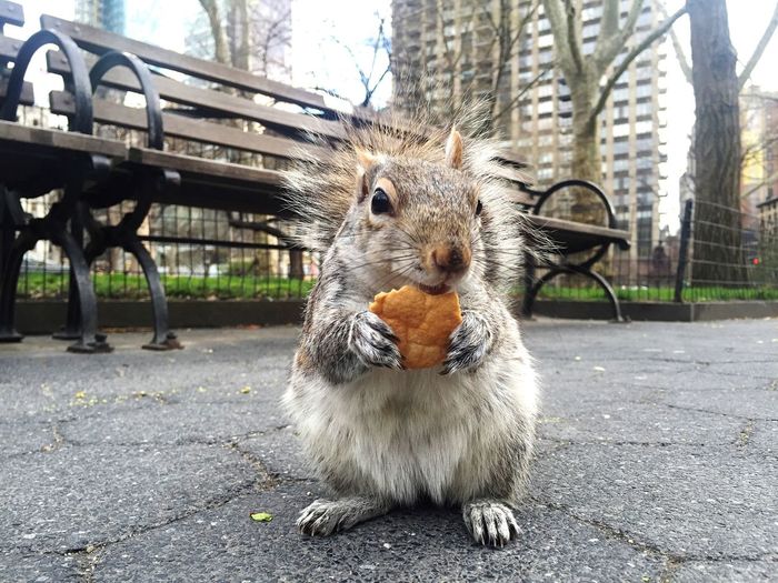 Close-up of squirrel eating food on street in city at madison square park