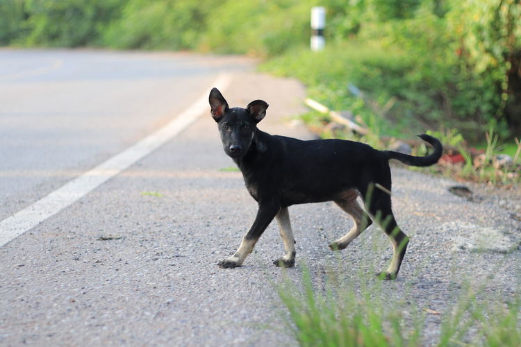 Portrait of black dog on road