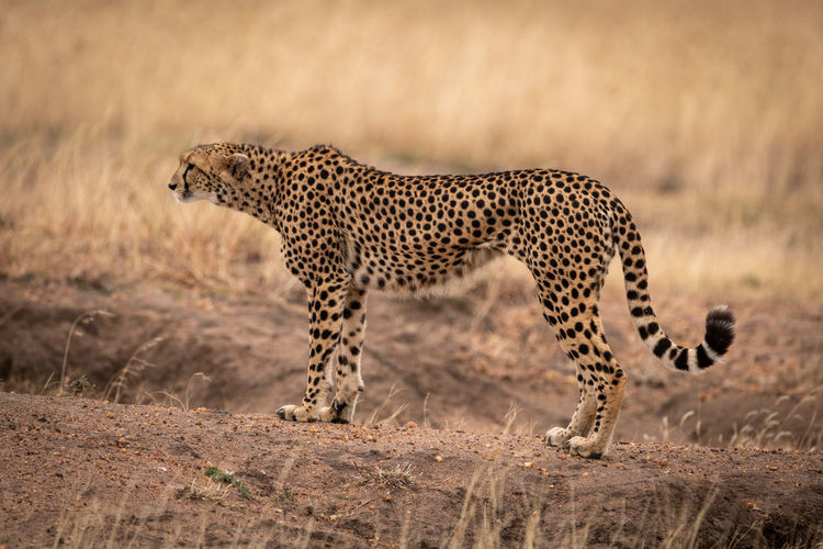Side view of cheetah on field 