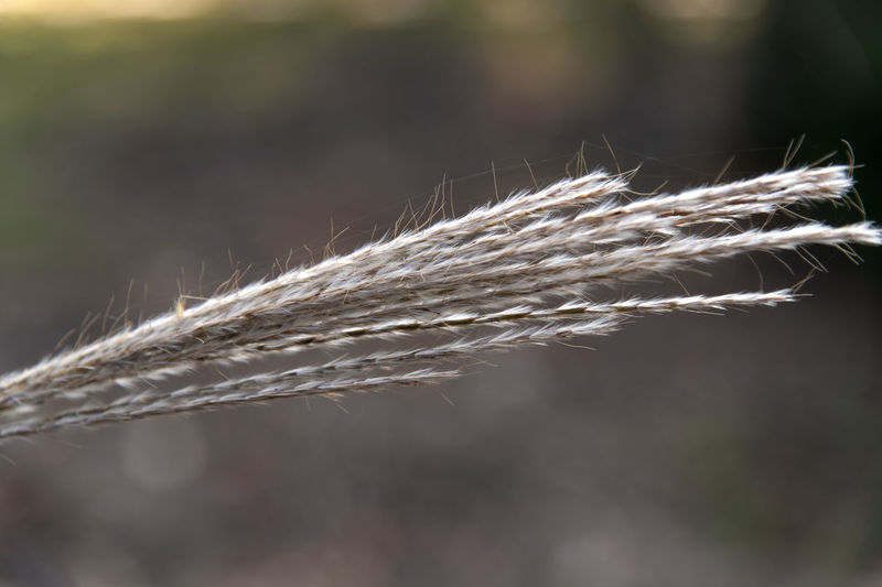 Close-up of wheat growing outdoors