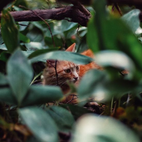 Close-up of a cat