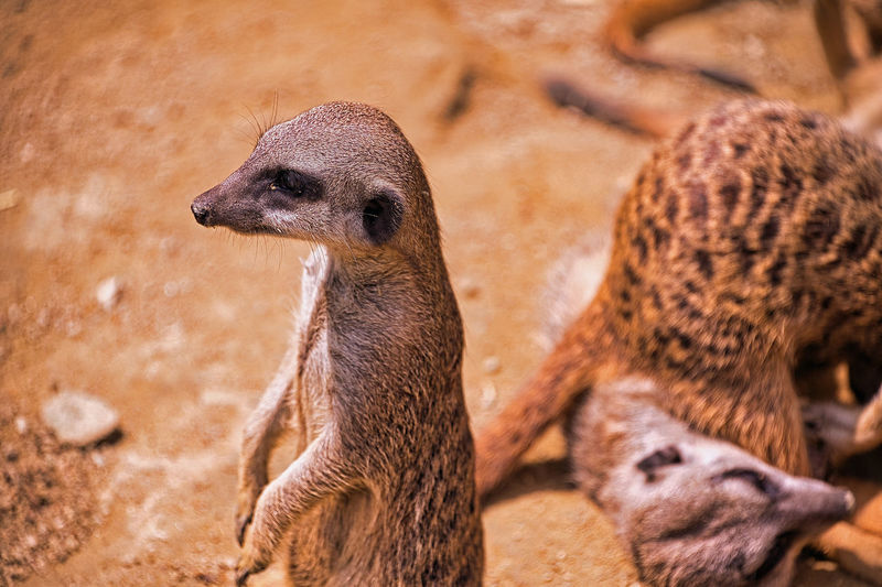 Meerkat in a zoo