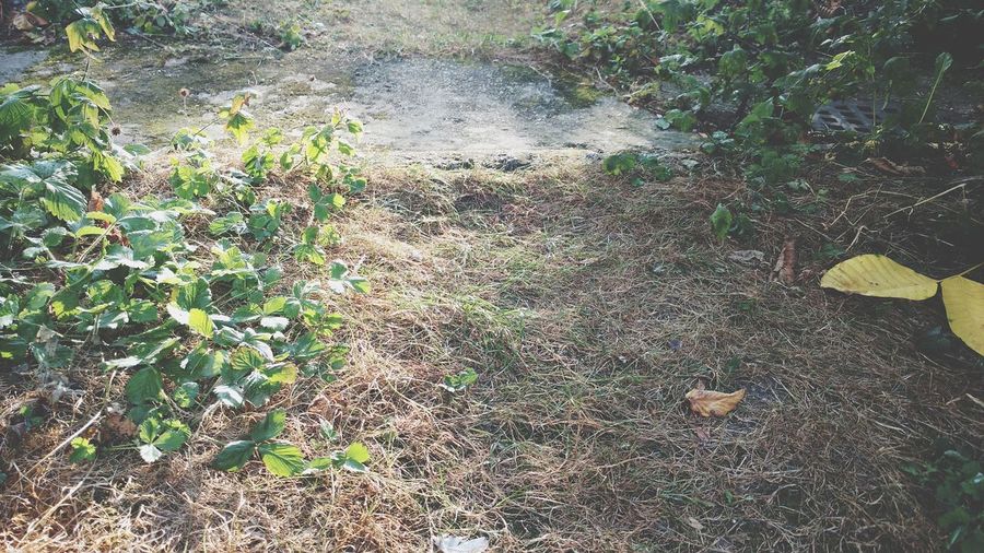 High angle view of dry leaves on field