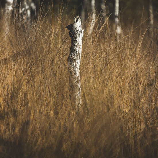 Dried tree trunk amidst grassy field