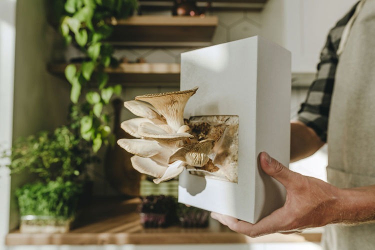 Hands of man with homegrown oyster mushrooms in box at home