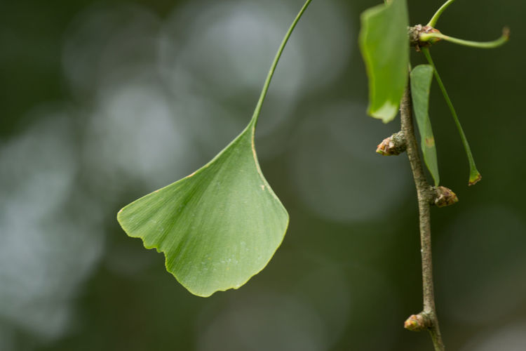 Close-up of ginkgo leaves growing outdoors