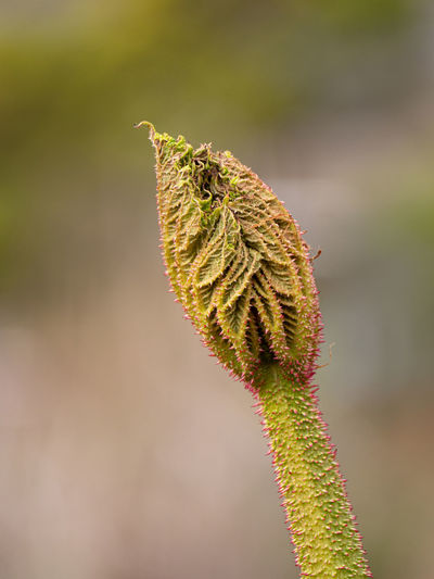 Close-up of leaf