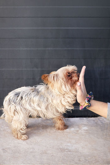 Little yorkshire girl shaking hands with her owner