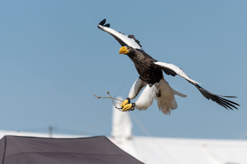 Close up of a stellers sea eagle flying in a falconry demonstration.