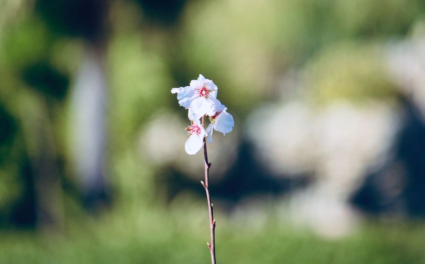 Close-up of fresh white cherry blossom flowers on land