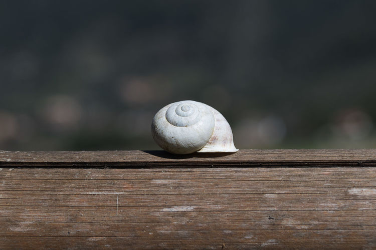 Close-up of snail on wood