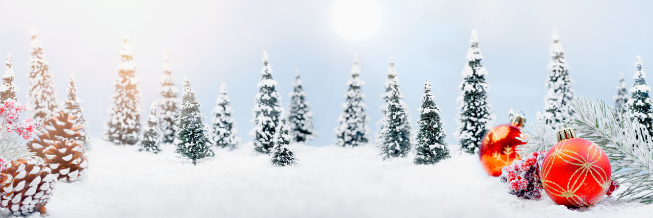 Pine trees on snow covered land against sky