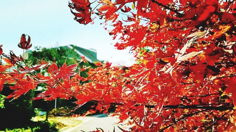 red